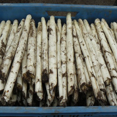 asperges-zaaien-oogsten-3